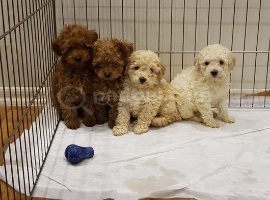 Her Renk Her Boy Orji̇nal Toy Poodle Yavrular görsel