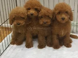 Her Renk Her Boy Orji̇nal Toy Poodle Yavrular