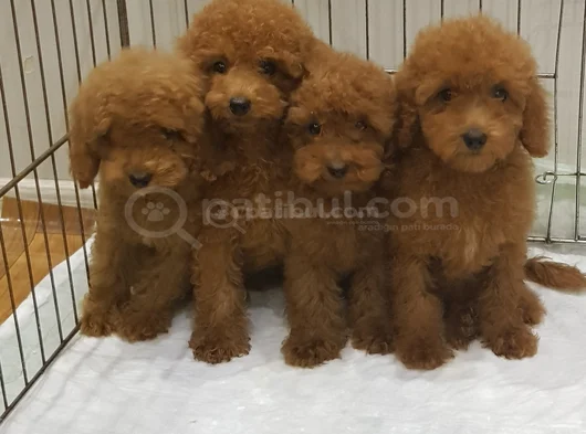 Her Renk Her Boy Orji̇nal Toy Poodle Yavrular görsel