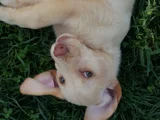Her Renk Orji̇nal Labrador Retri̇ever Yavrular