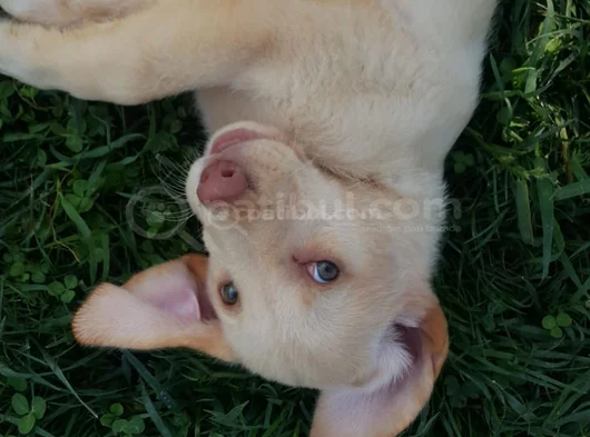 Her Renk Orji̇nal Labrador Retri̇ever Yavrular görsel