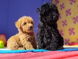 Her Renk Her Boy Orji̇nal Toy Poodle Yavrular