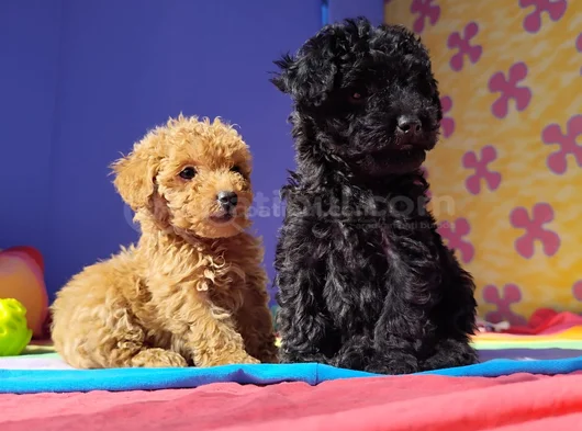 Her Renk Her Boy Orji̇nal Toy Poodle Yavrular görsel