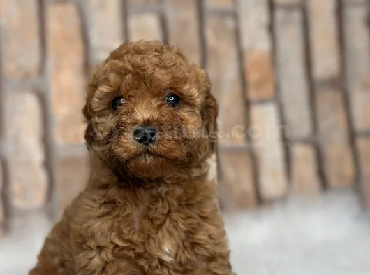 Her Renk Her Boy Orji̇nal Toy Poodle Yavrular görsel