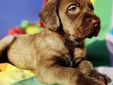 Her Renk Orji̇nal Labrador Retri̇ever Yavrular