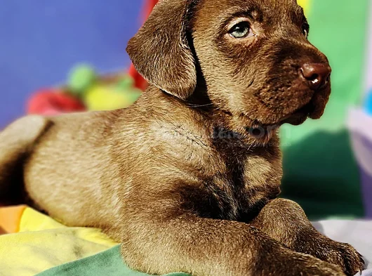 Her Renk Orji̇nal Labrador Retri̇ever Yavrular görsel