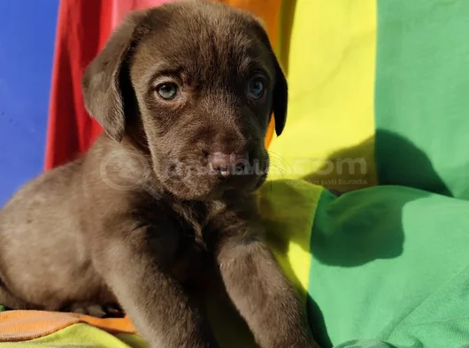 Her Renk Orji̇nal Labrador Retri̇ever Yavrular görsel