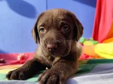Her Renk Orji̇nal Labrador Retri̇ever Yavrular