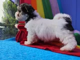 Her Boy A Kali̇te Gerçek Morki̇e Yavrular