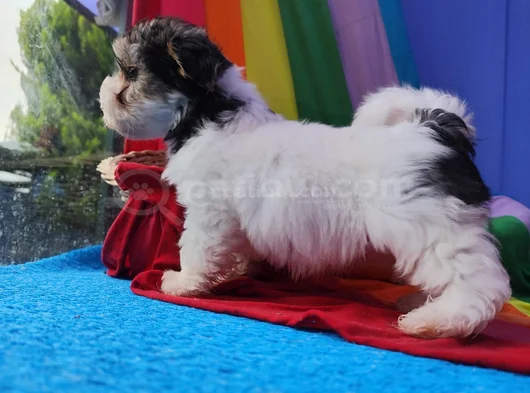 Her Boy A Kali̇te Gerçek Morki̇e Yavrular görsel