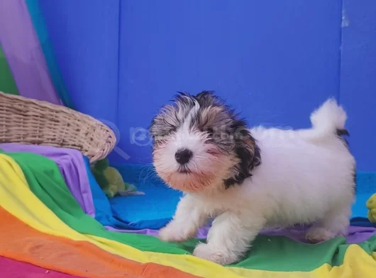 Her Boy A Kali̇te Gerçek Morki̇e Yavrular görsel