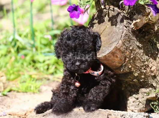 Her Renk Her Boy Orji̇nal Toy Poodle Yavrular görsel