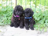 Her Renk Her Boy Orji̇nal Toy Poodle Yavrular