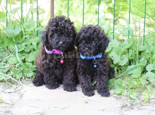 Her Renk Her Boy Orji̇nal Toy Poodle Yavrular görsel