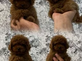 Her Renk Her Boy Orji̇nal Toy Poodle Yavrular