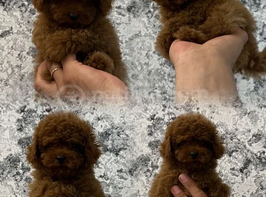 Her Renk Her Boy Orji̇nal Toy Poodle Yavrular görsel