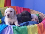 Her Renk Orji̇nal Labrador Retri̇ever Yavrular