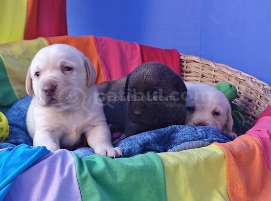 Her Renk Orji̇nal Labrador Retri̇ever Yavrular görsel