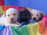 Her Renk Orji̇nal Labrador Retri̇ever Yavrular