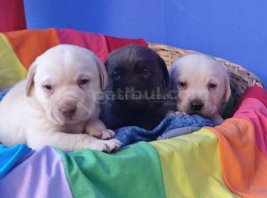 Her Renk Orji̇nal Labrador Retri̇ever Yavrular görsel