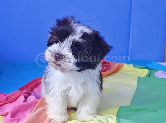 Her Boy A Kali̇te Gerçek Morki̇e Yavrular görsel