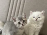 3 Aylık Oyuncu Erkek Yavrularım