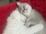 3 Aylık Oyuncu Erkek Yavrularım