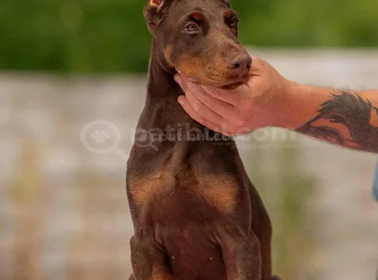 Doberman Kalitenin Zirvesi görsel