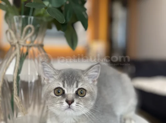 3 Aylık Oyuncu Erkek Yavrularım