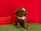 Benzersiz Güzellikte Red Brown Toy Poodle Yavrularımız