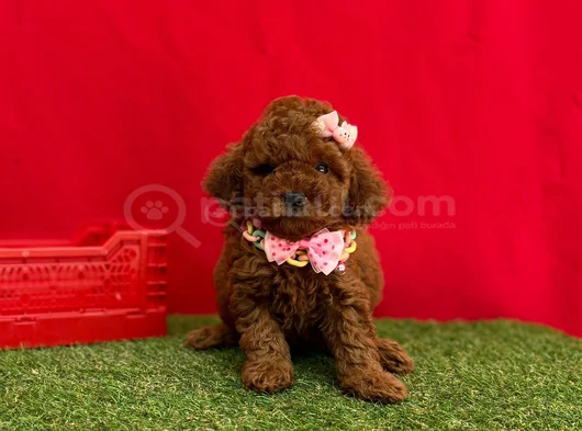 Benzersiz Güzellikte Red Brown Toy Poodle Yavrularımız görsel