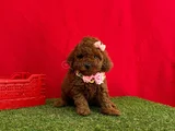 Benzersiz Güzellikte Red Brown Toy Poodle Yavrularımız