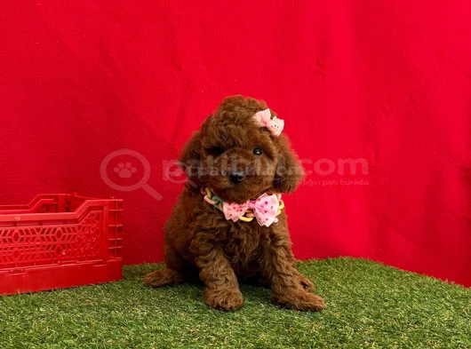 Benzersiz Güzellikte Red Brown Toy Poodle Yavrularımız görsel