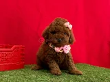 Benzersiz Güzellikte Red Brown Toy Poodle Yavrularımız