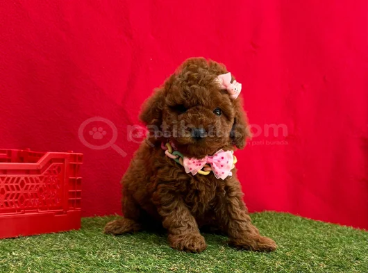 Benzersiz Güzellikte Red Brown Toy Poodle Yavrularımız görsel