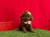Benzersiz Güzellikte Red Brown Toy Poodle Yavrularımız