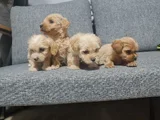 Poodle Kalitesinde Minyatür Minnaklarım