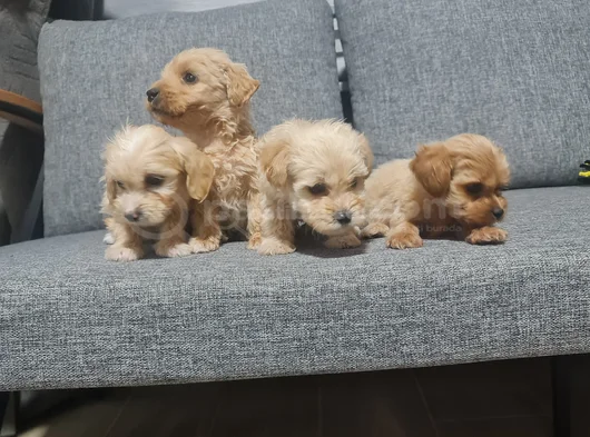 Poodle Kalitesinde Minyatür Minnaklarım görsel