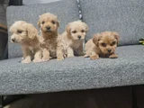 Poodle Kalitesinde Minyatür Minnaklarım