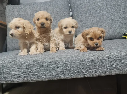 Poodle Kalitesinde Minyatür Minnaklarım görsel