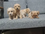 Poodle Kalitesinde Minyatür Minnaklarım