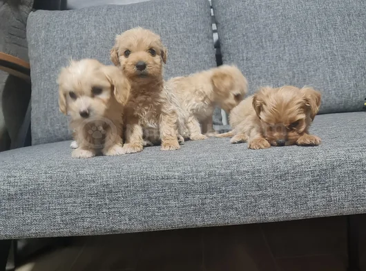 Poodle Kalitesinde Minyatür Minnaklarım görsel