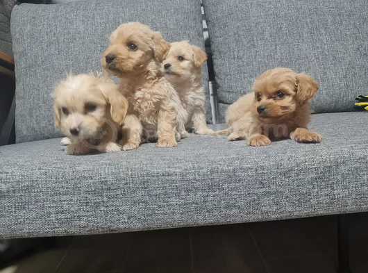 Poodle Kalitesinde Minyatür Minnaklarım görsel
