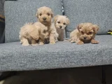 Poodle kalitesinde minyatür minnaklarım
