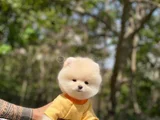 Bebek Yüzlü Ufak Boy Boo Yavru