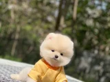 Bebek Yüzlü Ufak Boy Boo Yavru