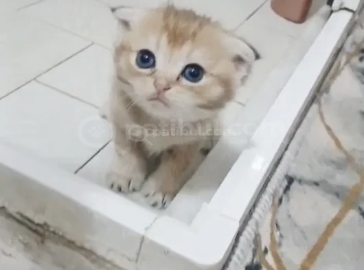 Bembeyaz Eğik Kulaklı Yavrularım görsel