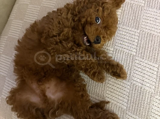 3 Aylık Köpeğimizi Sahiplendiriyoruz görsel