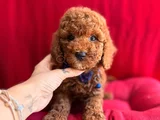 Koku ve Tüy Derdi Olmayan Orijinal Toy Poodle Yavrularımız
