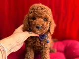 Koku Ve Tüy Derdi Olmayan Orijinal Toy Poodle Yavrularımız